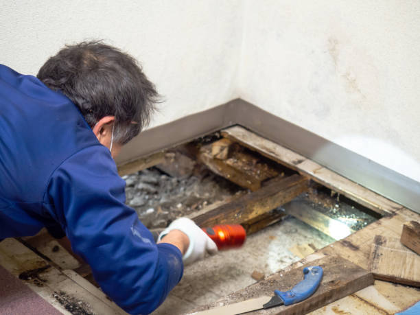 Best Mold Removal Process  in Chaffee, MO