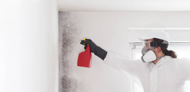 Best Commercial Mold Removal  in Chaffee, MO