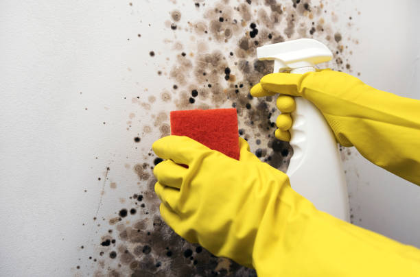 Mold Removal Process in Chaffee, MO